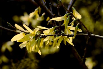 Wall Mural - yellow flowers of forsytia bush at spring
