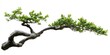 © Alchemist - Bonsai Branch with Lush Foliage