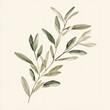 © IQRAM - Delicate olive branch illustration.  Soft green leaves on a light beige background