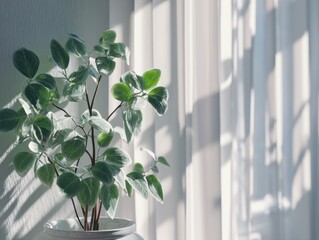 Aufkleber - Green Potted Plant Near Window With Sunlight Streaming Through Curtains, Representing Home Decor and Interior Design Trends for a Peaceful Atmosphere : Generative AI