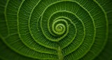 Magnificent Spiral of Nature: A Close-Up of a  Leaf's Intricate Design Revealing the Beauty of Botanical Patterns