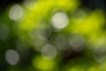 Wall Mural - the image is a blurry green background with white circles in the foreground