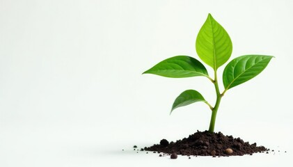 Isolated tree sprout, vibrant green leaves, studio shot, green, minimal, vibrant