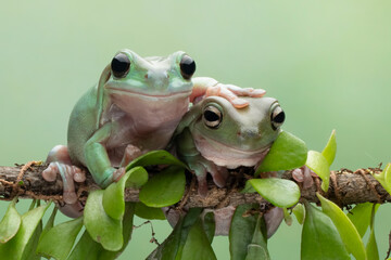 Wall Mural - dumpy frog 
