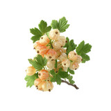 Fresh Branch of Ripe Yellow Gooseberries with Green Leaves