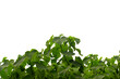 © songpon - Fresh Green Leaves Against White Sky Minimalist Nature