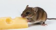 © Do - 小さなネズミが美味しそうにチーズを食べる様子 明るい背景で撮影