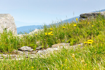 Wall Mural - yellow dandelions in the grass among stones. carpathian mountain landscape with rocks on the hillsid