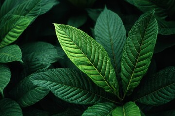 Poster - Lush Green Leaves Close Up Tropical Foliage High Angle View Vibrant Nature Botanical Beauty