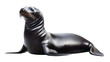 © Edward - Sleek Seal on White Background - Isolated Wildlife Seal Image