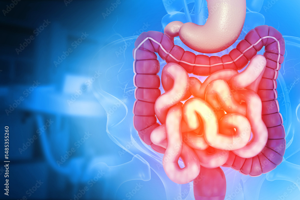 Anatomy of human colon, digestive system, Abdominal arteries system. 3d ...