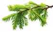 © Muhammad - Fresh green fir branch (1)