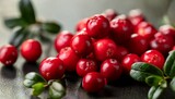 wild red lingonberry cowberry eurasian flora forest vaccinium vitis idaea close up macro image organic non gmo vegetarian food