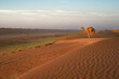 © laurent - Sultanat d'Oman