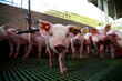© Remberto - Early Growth and Environmental Conditions of Young Piglets in Controlled Housing Systems
