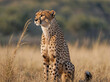 © AungMyintMyat - A side-profile full-body image of a cheetah sitting tall and alert