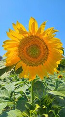 Wall Mural - Bright yellow flower of Sunflower glowing in sunlight