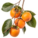 Beautiful shot of ripe persimmon fruits still hanging on a branch in autumn