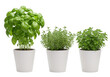 © salek - Fresh basil thyme oregano herbs in pots isolated on transparent background