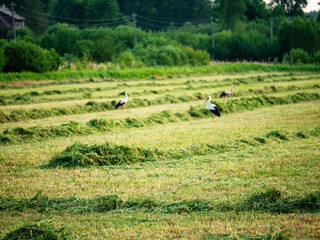 Wall Mural - Field with freshly cut grass laying in lines and stork walking around them looking for food. Landscape in Baltic states. Agriculture and farming industry. Nobody. Selective focus.