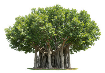 majestic banyan ficus plant cutout isolated on transparent background