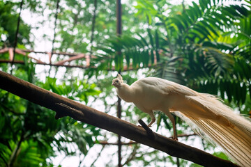 white female peacock walk on tree trunk in big zoo cage, korat