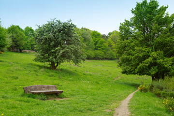 Wall Mural - green grass field lawn with trees and against blue sky.