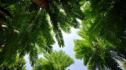 Poster - Vibrant fern leaves stretch across the frame, showcasing a tranquil sky. Ideal for tropical themes, this natural setting enhances botanical aesthetics