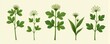 © Татьяна Антоненко - Botanical illustration of diverse green plants with detailed leaves and blossoms.