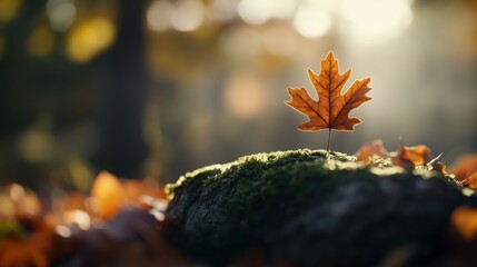 Poster - A golden oak leaf rests delicately on a moss-covered rock, surrounded by fallen autumn leaves, capturing the fleeting beauty of the fall season