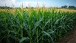 © mahir - Lush cornfield stretching across a rural landscape.