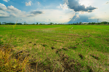 Wall Mural - scenic view landscape of rice field green grass with field cornfield or in asia country agriculture 