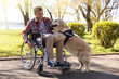 © New Africa - Teenage boy in wheelchair with his service dog at park