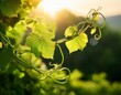 © Miguel - bright green tendrils of a vine curl artfully against a sunlit backdrop revealing the splendor of nature s design