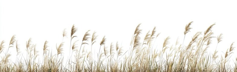 Naklejka na meble Dried grasses against white background (1)