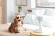 © Pixel-Shot - Funny dog and electric fan in bedroom