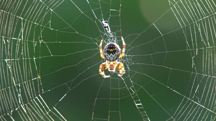 Spider in the center of its web, outdoors, daytime
