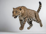A full-body image of a leopard captured mid-jump