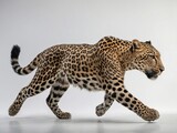 A dynamic full-body action shot of a leopard mid-sprint