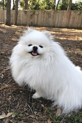  Adorable Fluffy Pomeranian's Delightful Portrait: a Charming little Pomeranian, sits in an open space, beaming with happiness and warmth.