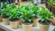 © RIVALDI - Many small potted plants with vibrant green foliage.  A variety of healthy plants in small containers on a light-colored wooden surface
