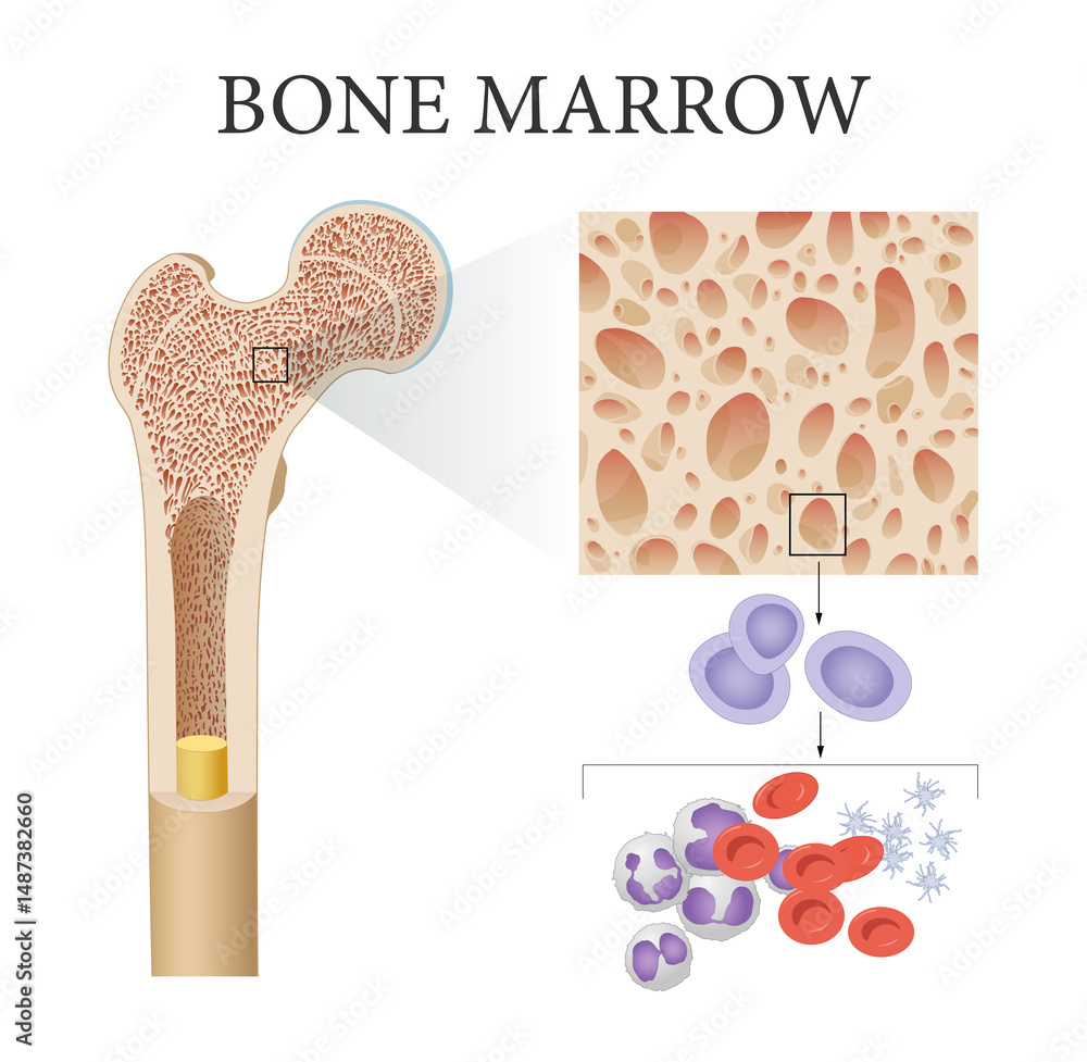 The bone marrow and blood formation Stock Illustration | Adobe Stock