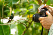 © Carlos - Photographer photographing beautiful hummingbird perched on a branch in Monteverde rainforest, Costa Rica