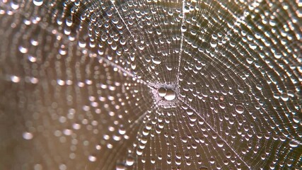 Close-up of a spiderweb covered in water droplets glistening in the soft light, creating a delicate and intricate natural pattern.