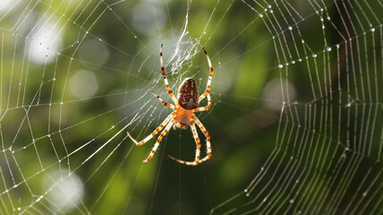 Wall Mural - Orb-weaver spider suspended on its web blurred natural background