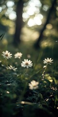 Poster - Delicate white wildflowers bathed in sunlight filter through the trees in a lush green forest, creating a serene and peaceful atmosphere. : Generative AI