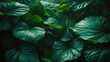 © Cyber Shutter - Close-up of Hosta and August Moon Leaves on a Green Background