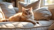 © VirtualVista - Adorable house cat resting on the couch