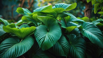 Linet anthurium trees with lengthy green foliage thrive plentifully in the garden.