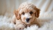 © Kultivad - Poodle puppy gazing at the camera